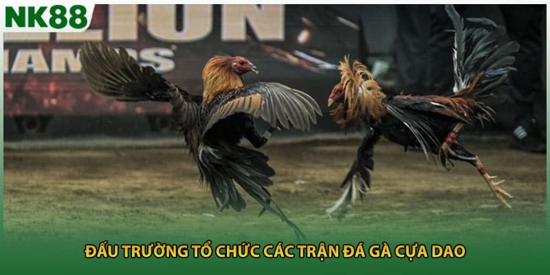 Đấu trường tổ chức các trận đá gà cựa dao